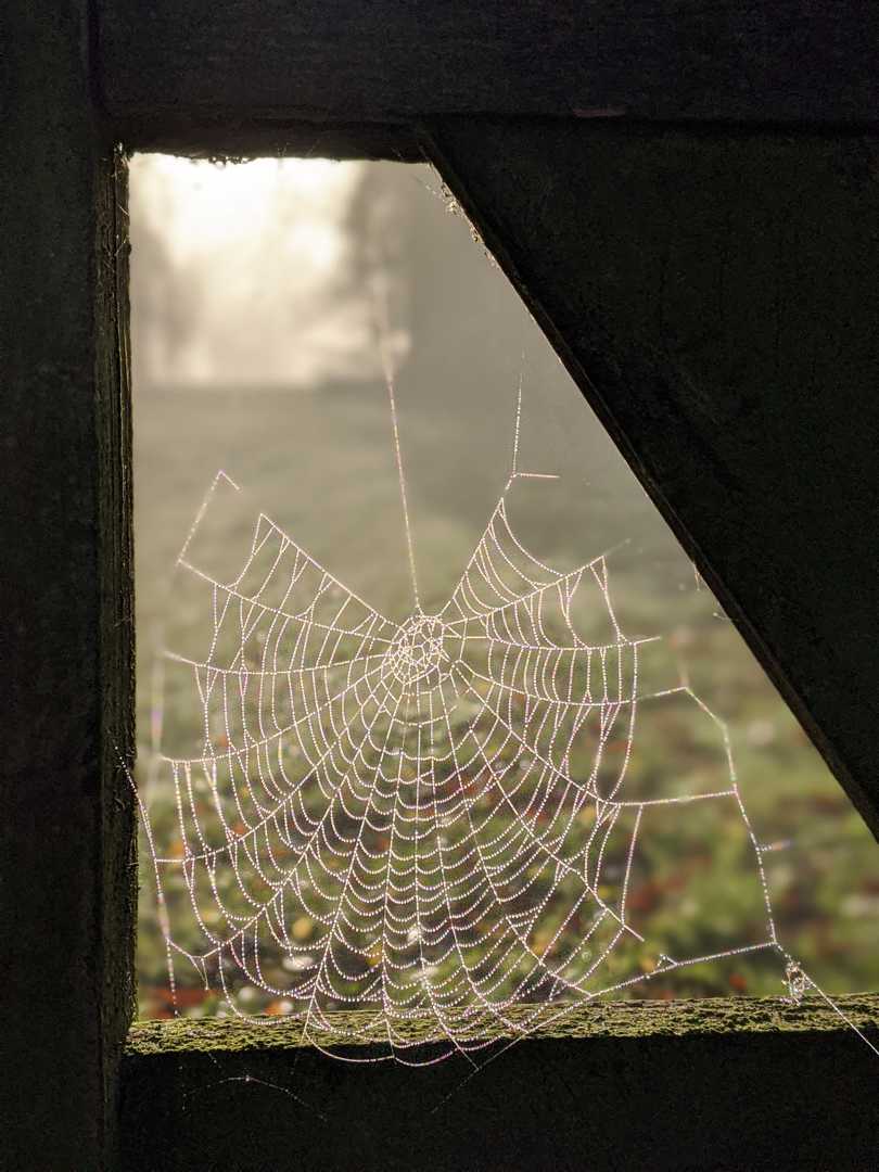 spider web